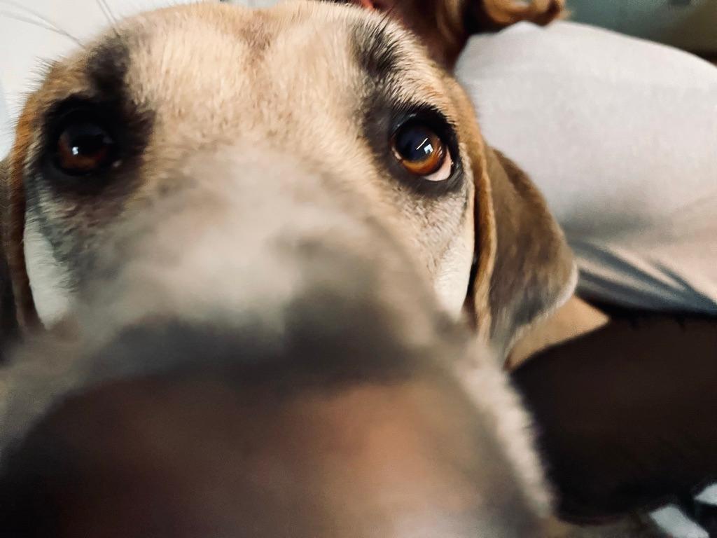 Der Hund als Spiegel der Seele