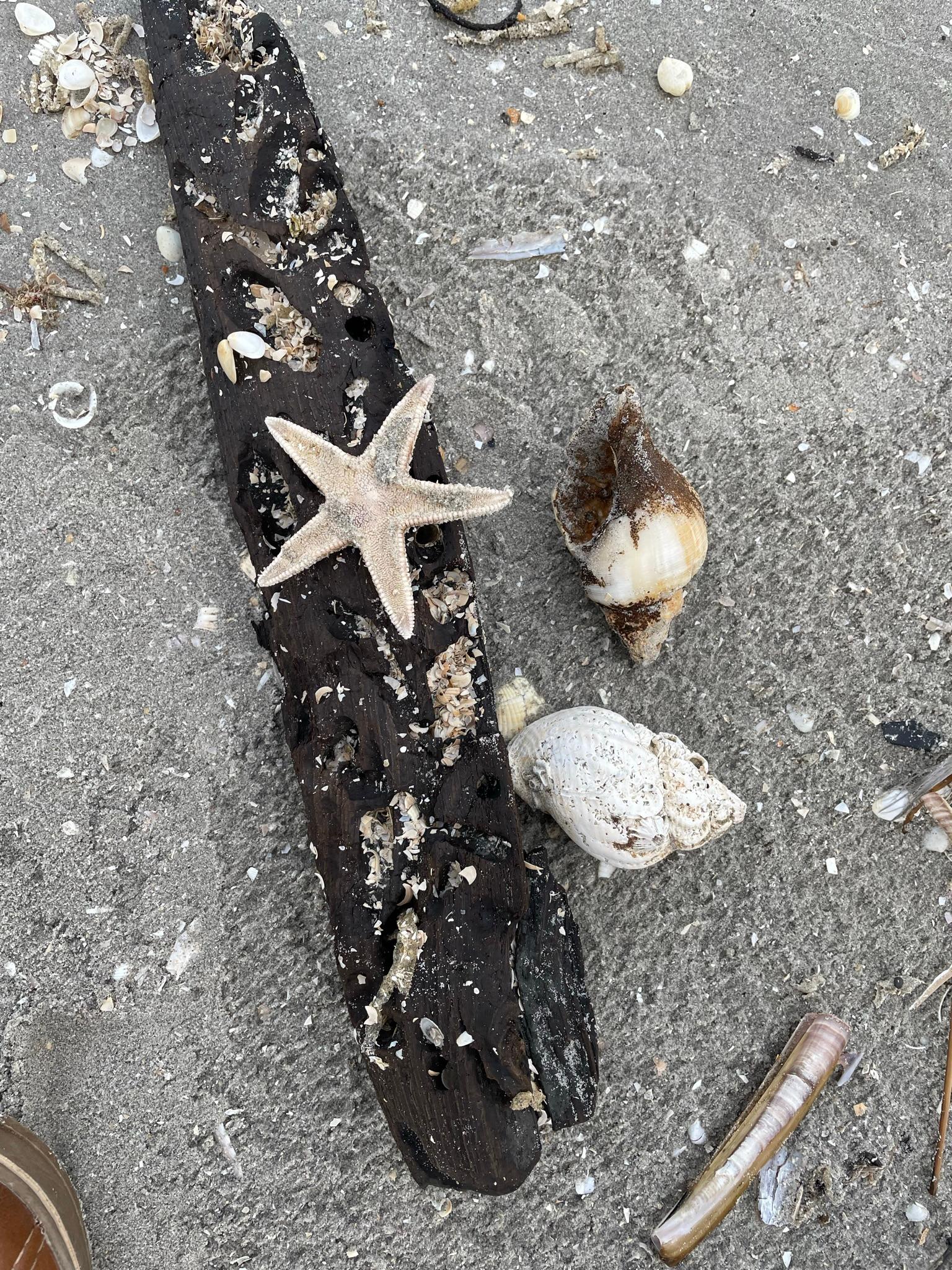 Harmonie um jeden Preis – wenn Konfliktvermeidung Mensch und Hund belastet