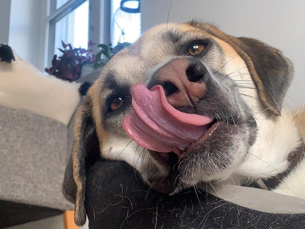 Plädoyer für den Hund