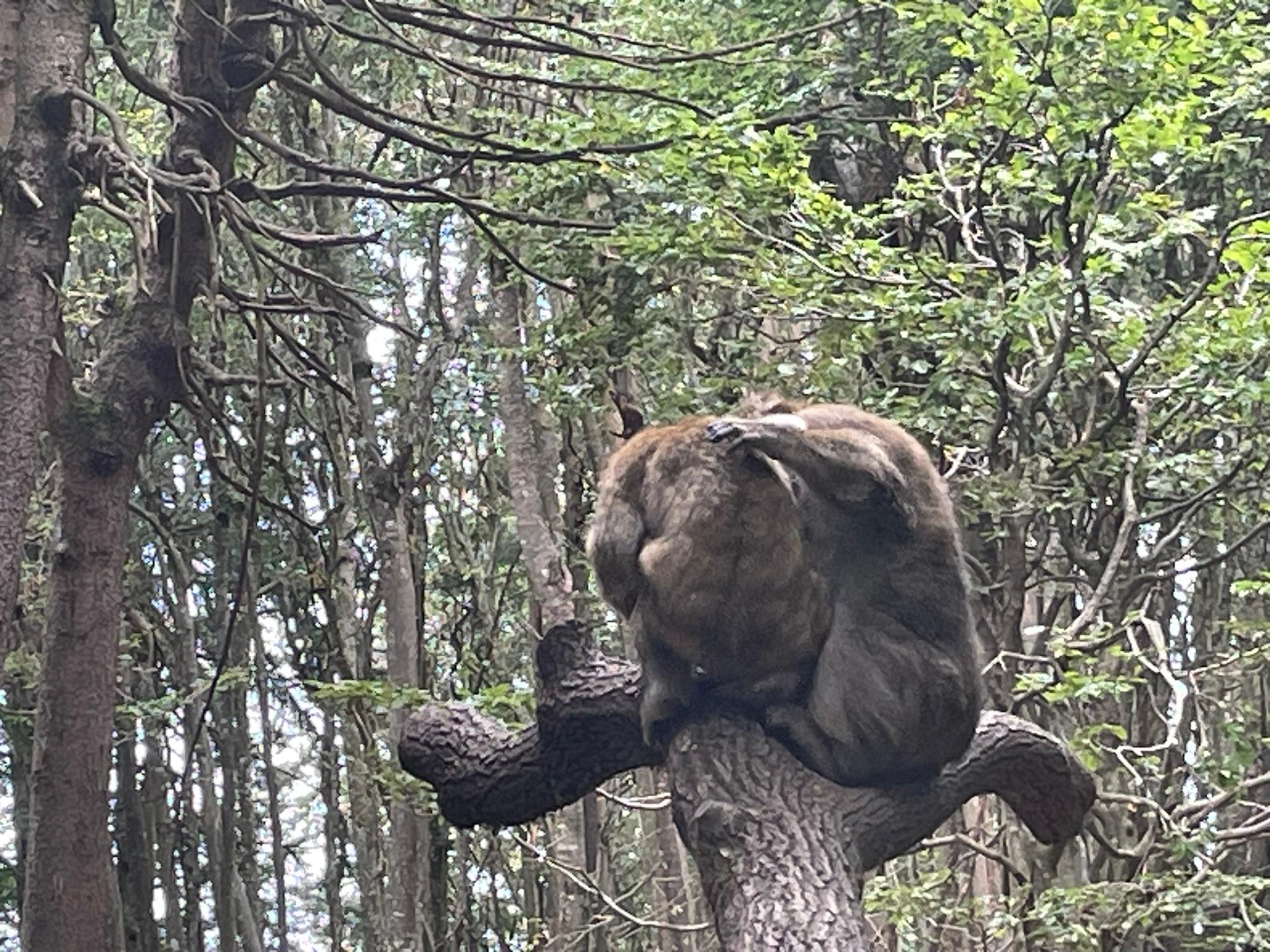 Biophilie, Bindung und Fürsorge in der Mensch–Hund-Beziehung