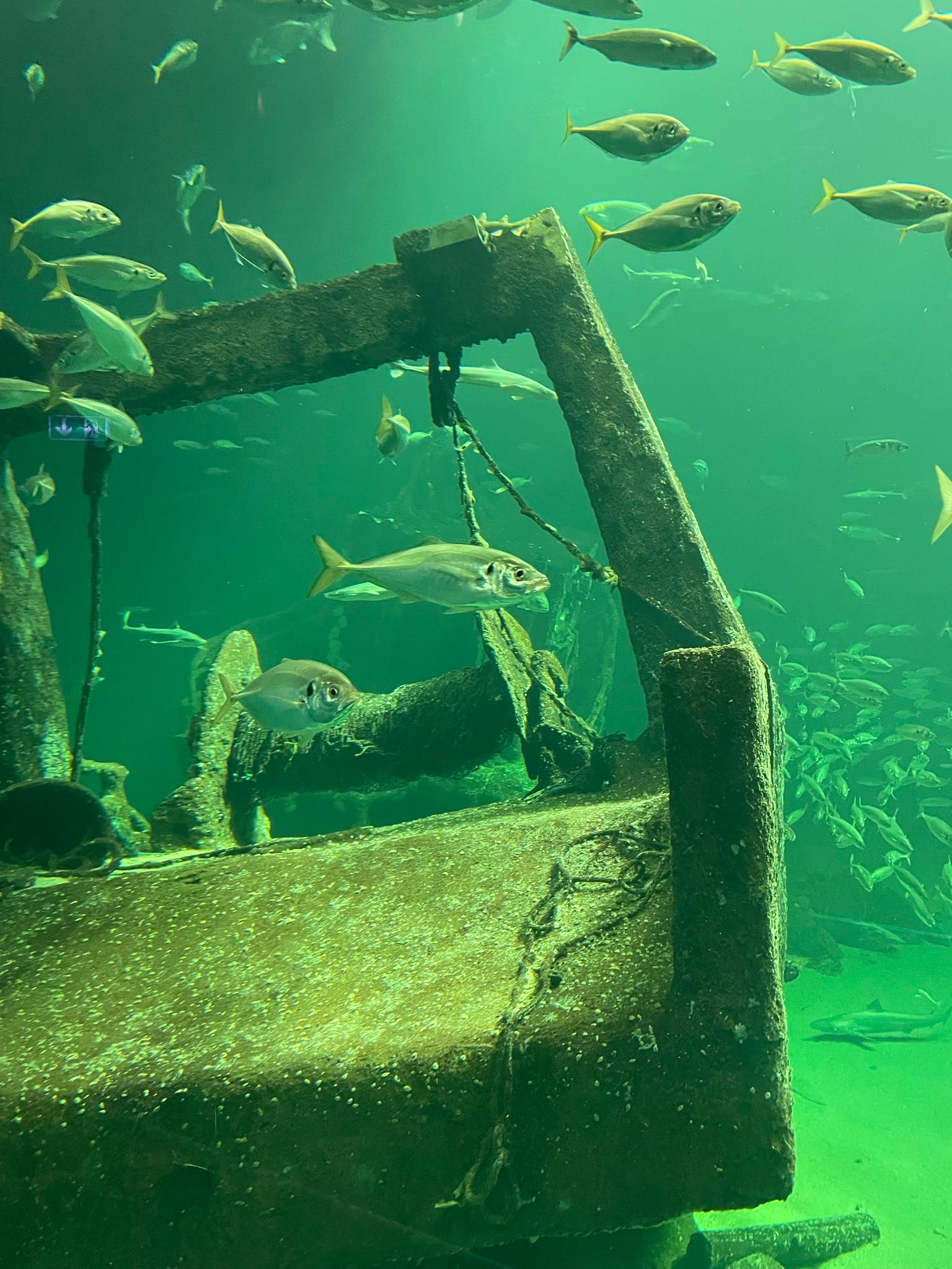 Hunde als Brücke zwischen innerer Welt und Beziehungsgestaltung