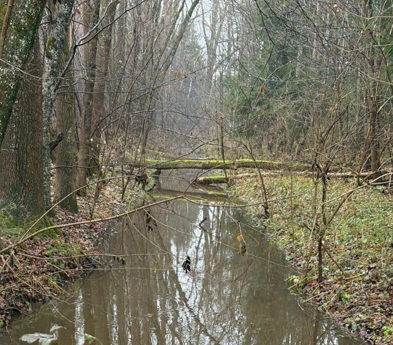 Wie sich familiäre Verstrickungen im Mensch-Hund-Alltag zeigen können